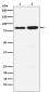 Anti-PCAF Monoclonal Antibody